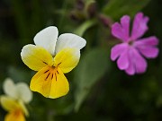 67 Viola biflora (Viola gialla)  con Silene dioica